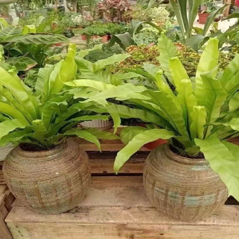 大盆展叶耐寒鸟巢蕨盆栽水土培绿植室内北欧好养净化空气观叶绿植,淘宝优惠券,粉丝福利购,淘宝优惠卷