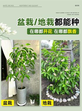 白兰花盆栽带花苞矮桩白兰花大树苗浓香黄角兰室内庭院白玉兰树苗