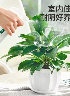 金钻水培植物盆栽花卉绿植绿萝除甲醛室内四季好养大盆办公室桌面