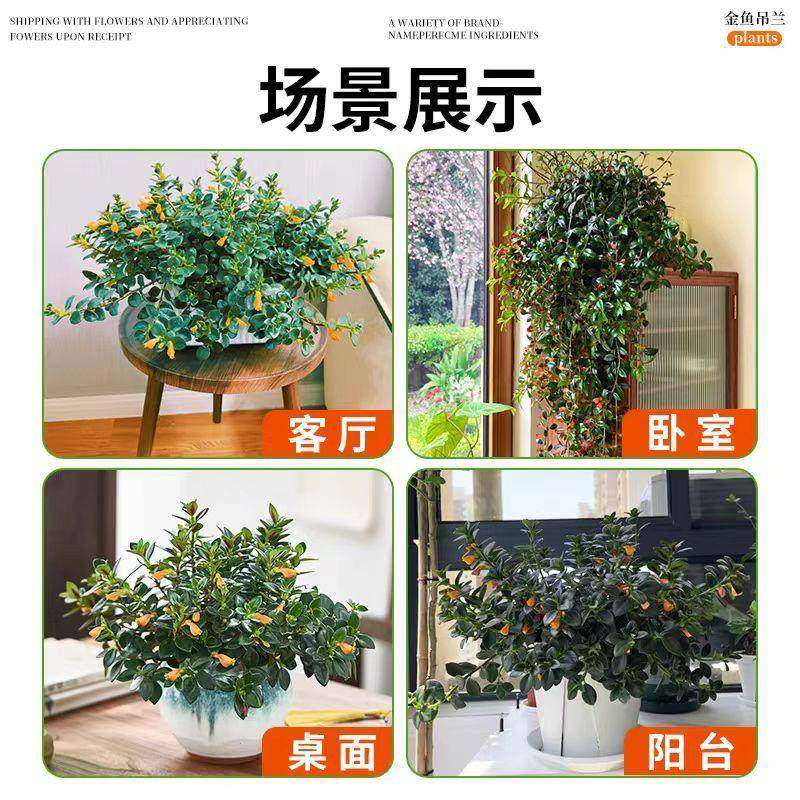 新品金鱼吊兰盆栽带花苞室内阳台秋冬好养活四季耐寒开花卉绿植物,淘宝优惠券,粉丝福利购,淘宝优惠卷