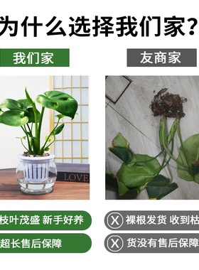 龟背竹盆栽玻璃水培植物水培龟背竹盆栽办公室桌面好养小盆栽
