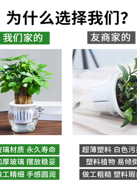 发财树盆栽桌面玻璃水培植物招财树摇钱树室内四季常绿好养小盆栽