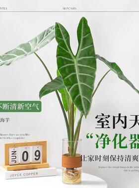 银脉剑叶海芋水培植物ins风竹芋盆栽大仙女海芋绿植四季好养水培