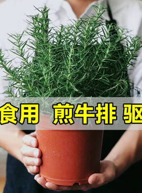 迷迭香盆栽可食用煎牛排香料烘焙蛋糕装饰带阳台香草植物驱蚊绿植