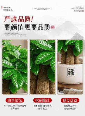 发财树盆栽招财旺宅桌面盆景办公室绿植室内客厅中式禅意四季植物