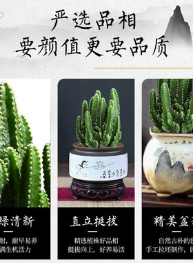 万重山盆栽仙人掌多肉植物仙人球好养室内办公室绿植四季