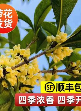 桂花树苗盆栽可食用金桂四季桂开花不断室内外阳台庭院浓香型花卉
