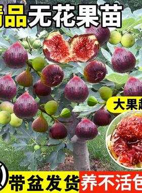 无花果树果苗盆栽特大果南方北方波姬红芭劳奈青皮矮化无花果苗树