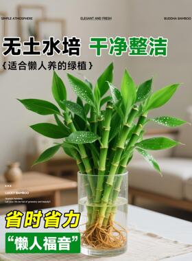 文昌竹水培植物桌面绿植室内好养富贵竹客厅招财竹子盆栽步步高升