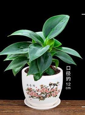 发财树富贵竹办公室内绿植桌面小盆栽栀子花鸿运当头杜鹃花卉盆景