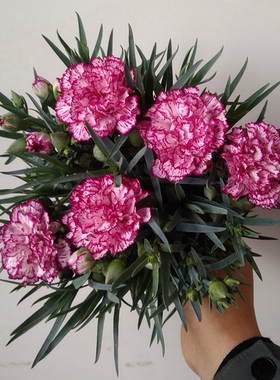 盆栽花苗带花苞室内阳台庭院四季花卉绿植鲜花好养开花植物