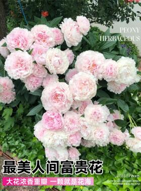 重瓣芍药花苗四季播种带芽大根块种球御前表演芍药多年生花卉盆栽