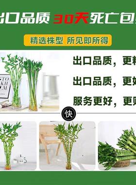 带根转运竹富贵竹植物水养客厅室内文昌竹龙竹观音竹盆栽水培绿植