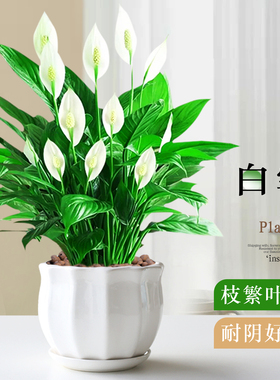 特级一帆风顺白掌盆栽净化空气绿植花卉红掌室内植物四季常青好养