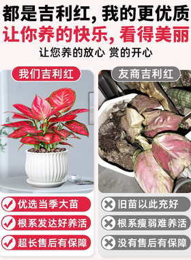 吉利红盆栽如意皇后室内招财旺宅花卉绿植好养易活办公室桌面植物