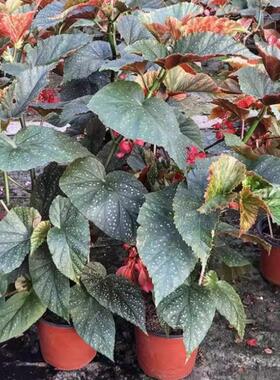 四季开花竹节海棠秋海棠 盆栽花卉观花植物室内迷你盆栽