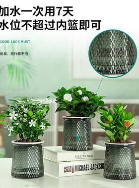 绿萝发财树文竹花卉盆栽室内植物绿箩吊兰富贵竹水培绿植四季好养