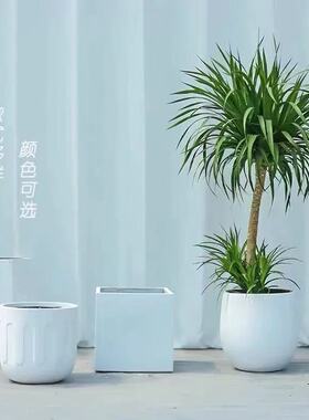 龙血树盆栽办公室内大型客厅龙铁树旺宅绿植落地老桩树苗真龙须树