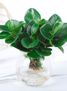 水培植物豆瓣绿盆栽四季常青室内桌面绿植碧玉好养耐阴耐旱小绿植