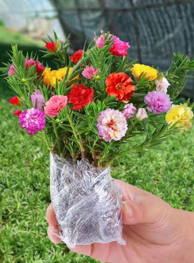 太阳花盆栽重瓣苗枝条带根带花苞室内桌面花卉绿植好活客厅办公桌