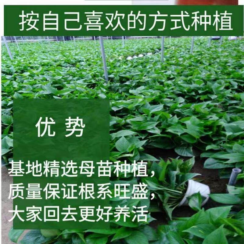 绿萝苗水培好养盆栽办公室内花卉绿植懒人裸根绿箩除甲醛净化空气,淘宝优惠券,粉丝福利购,淘宝优惠卷