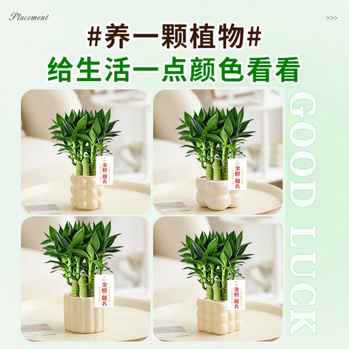 文昌竹4支富贵竹带根金榜题名室内盆栽高考书桌绿植净化空气好养 - 图2