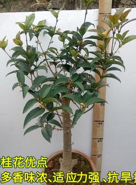桂花树苗盆栽庭院植物金桂丹桂浓香型花卉四季开花好养易活小盆景