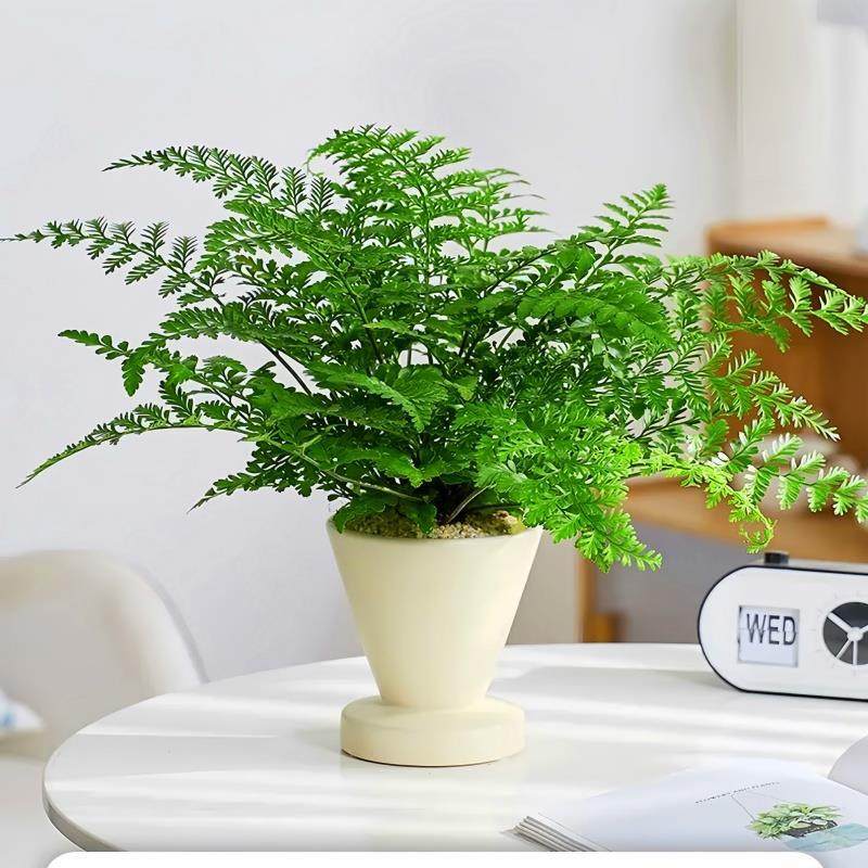 吉姆蕨盆栽网红蕨类植物办公室绿植室内欧洲蕨平安蕨宝石蕨铁线蕨,淘宝优惠券,粉丝福利购,淘宝优惠卷