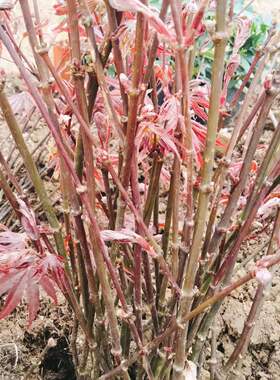 庭院植物红枫树苗盆栽花园阳台室内四季耐寒绿植日本红舞姬鸡爪槭