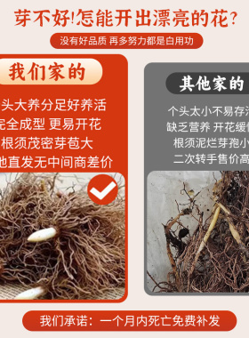 混色铃兰花盆栽玲兰绿植种球子室内鲜花卉带绿植花苞带根芽耐寒热