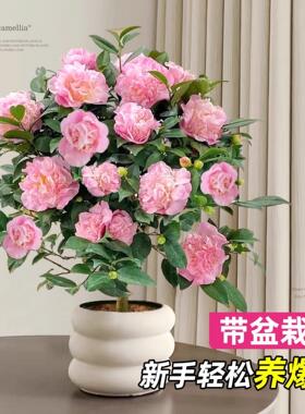 茶花盆栽香妃山茶花树苗四季好养花卉带花苞室内外阳台庭院绿植