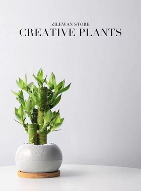 发财树富贵竹步步高好寓意桌面吸甲醛室内绿植高端盆栽办公室茶桌