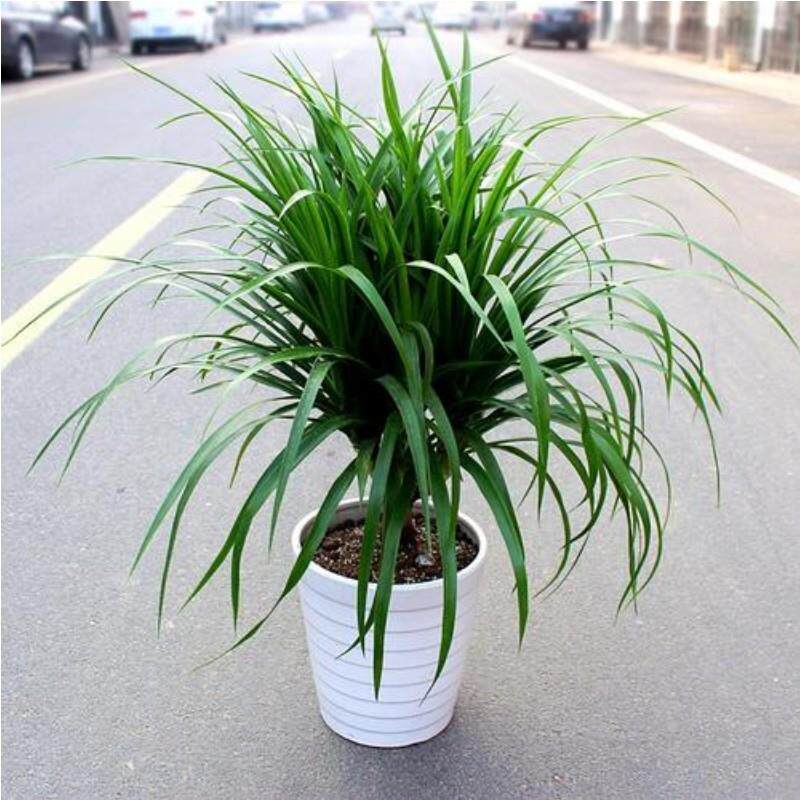 龙须树 多头龙血树 龙铁树室内客厅盆栽花卉植物办公室盆景,淘宝优惠券,粉丝福利购,淘宝优惠卷