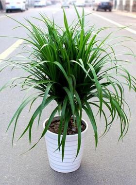 龙须树 多头龙血树 龙铁树室内客厅盆栽花卉植物办公室盆景