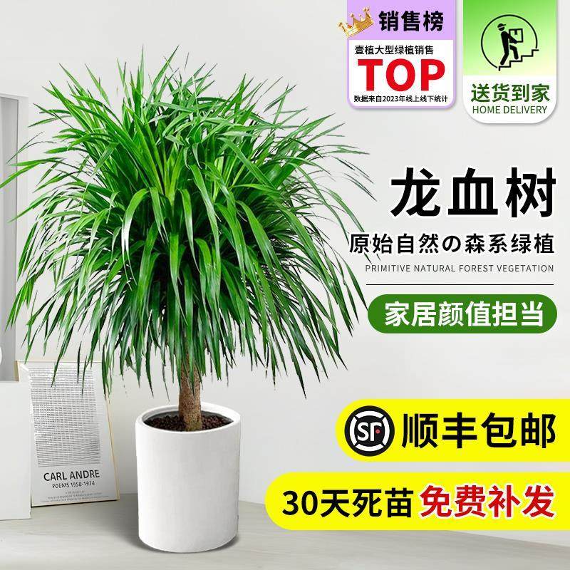 龙须树盆栽大型客厅多头绿植办公室内龙血树造型小苗带土老桩盆景,淘宝优惠券,粉丝福利购,淘宝优惠卷