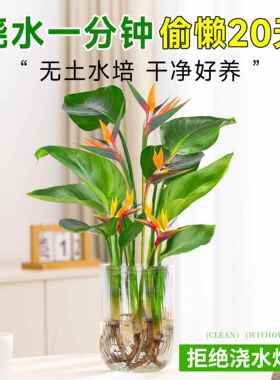 天堂鸟无土纯水培植物室内好养绿植水培水养易活桌面绿植吸除甲醛