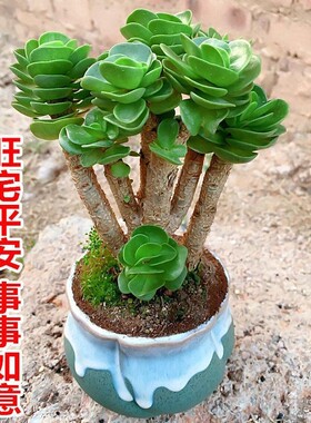 金钱木带盆带土多肉植物发财树室内好养耐旱易活四季常青老桩盆栽