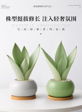 白玉虎皮兰绿植物小花盆栽名贵稀有品种办公室内桌面客厅高端好养