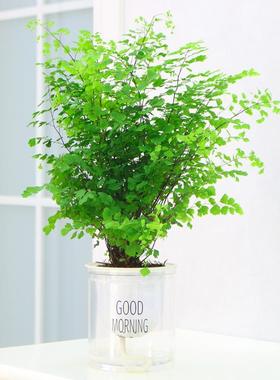 绿植花卉耐阴净化空气水培 铁线蕨盆栽铁丝草多年生常绿草本观叶