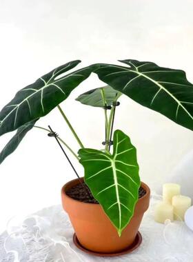 绿天鹅绒海芋净化空气彩叶芋绿植盆栽吸甲醛室内外植物观叶好养