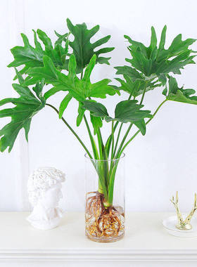 春羽水培植物室内盆栽客厅办公室桌面绿植花卉大叶龟背竹水养绿植