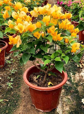 三角梅原盆原土云南紫盆栽带花四季开花植物阳台庭院好养活花卉
