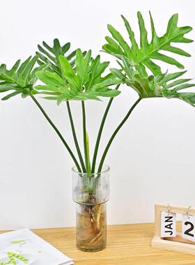 春羽水培植物室内盆栽客厅办公室桌面绿植花卉大叶龟背竹水养绿植