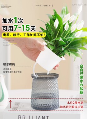 白掌绿植盆栽室内好养水培植物客厅阳台办公室桌面红掌粉掌带花卉