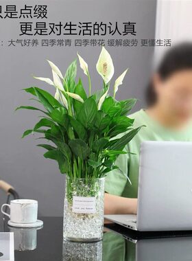白掌绿植盆栽办公室内一帆风顺水培植物懒人适合养的花卉四季好养