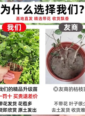 独杆虎头茉莉花苗盆栽四季开花树苗老桩带花苞花卉绿植物室内好养