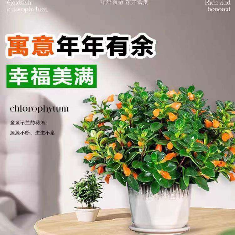 新品金鱼吊兰盆栽带花苞室内阳台秋冬好养活四季耐寒开花卉绿植物,淘宝优惠券,粉丝福利购,淘宝优惠卷