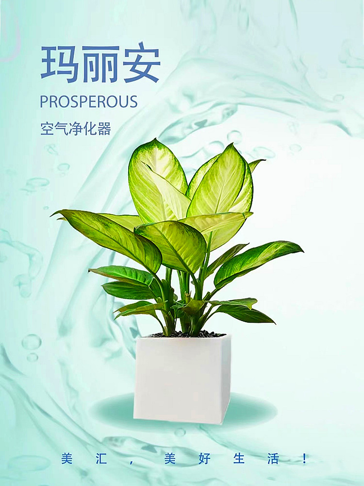 水培植物玛丽安盆栽花叶万年青吉利红万年红室内花卉绿植四季常青-图3