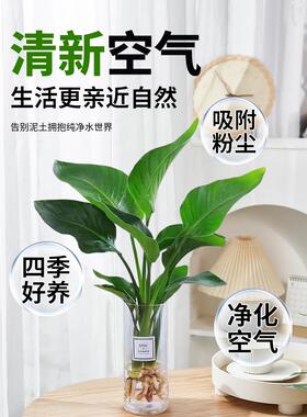 水培植物天堂鸟绿植盆栽花卉植物室内客厅无土水培龟背竹四季常绿