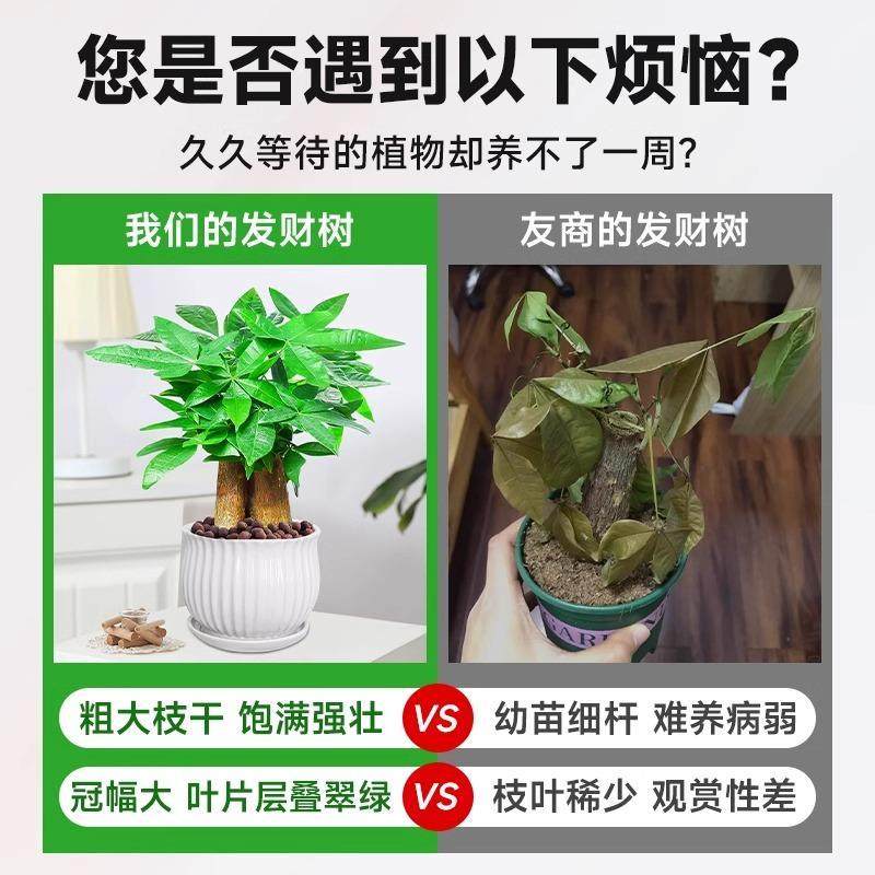 发财树小盆栽大绿植办公室内除甲醛花卉客厅好养旺宅植物桌面盆景,淘宝优惠券,粉丝福利购,淘宝优惠卷